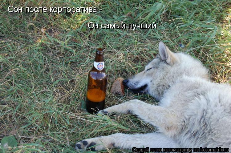 Сон после корпоратива - Он самый лучший... Котоматрица: Сон после корпоратива - Он самый лучший
