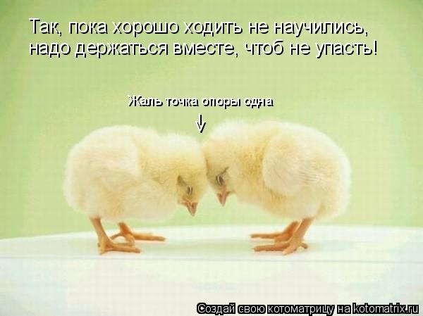 Котоматрица: Так, пока хорошо ходить не научились, надо держаться вместе, чтоб не упасть! Жаль точка опоры одна v l