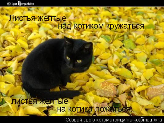 Листья желтые над котиком кружаться листья жёлтые на котика ложаться...... Котоматрица: Листья желтые над котиком кружаться листья жёлтые на котика ложаться...