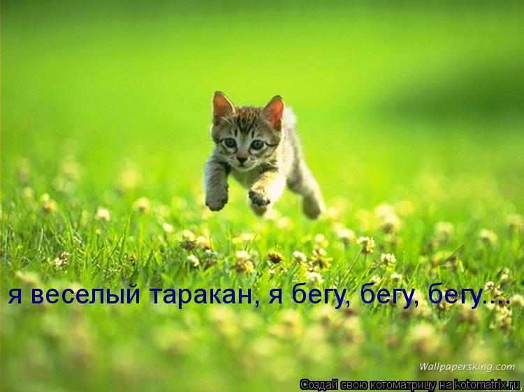 я веселый таракан, я бегу, бегу, бегу....... Котоматрица: я веселый таракан, я бегу, бегу, бегу....