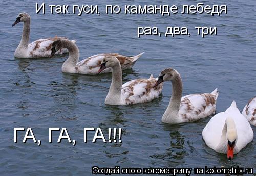 И так гуси, по каманде лебедя раз, два, три ГА, ГА, ГА!!!... Котоматрица: И так гуси, по каманде лебедя раз, два, три ГА, ГА, ГА!!!