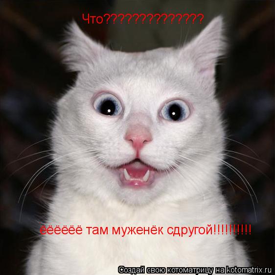 ёёёёёё там муженёк сдругой!!!!!!!!!! Что??????????????... Котоматрица: ёёёёёё там муженёк сдругой!!!!!!!!!! Что??????????????