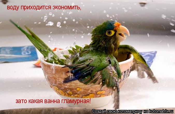 воду приходится экономить, зато какая ванна гламурная!... Котоматрица: воду приходится экономить, зато какая ванна гламурная!