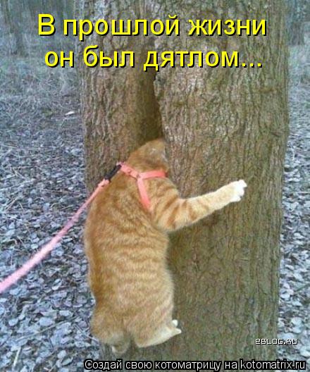 В прошлой жизни он был дятлом...... Котоматрица: В прошлой жизни он был дятлом...