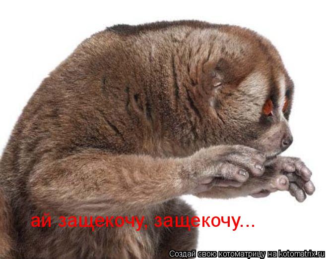 ай защекочу, защекочу...... Котоматрица: ай защекочу, защекочу...