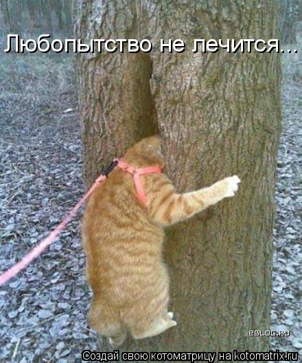 Любопытство не лечится...... Котоматрица: Любопытство не лечится...