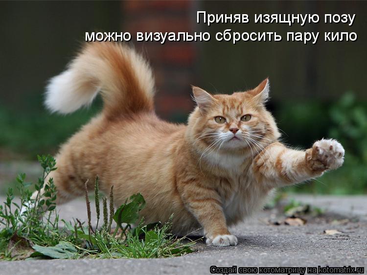 Приняв изящную позу можно визуально сбросить пару кило... Котоматрица: Приняв изящную позу можно визуально сбросить пару кило