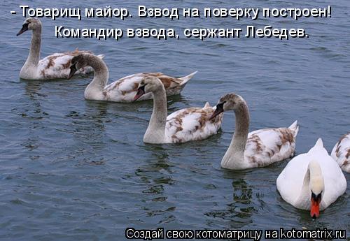 - Товарищ майор. Взвод на поверку построен! Командир взвода, сержант Лебедев.... Котоматрица: - Товарищ майор. Взвод на поверку построен! Командир взвода, сержант Лебедев.