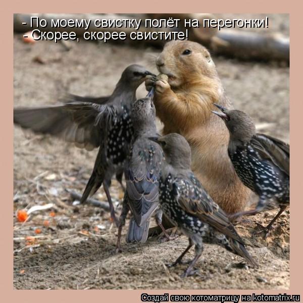 - По моему свистку полёт на перегонки! - Скорее, скорее свистите!... Котоматрица: - По моему свистку полёт на перегонки! - Скорее, скорее свистите!