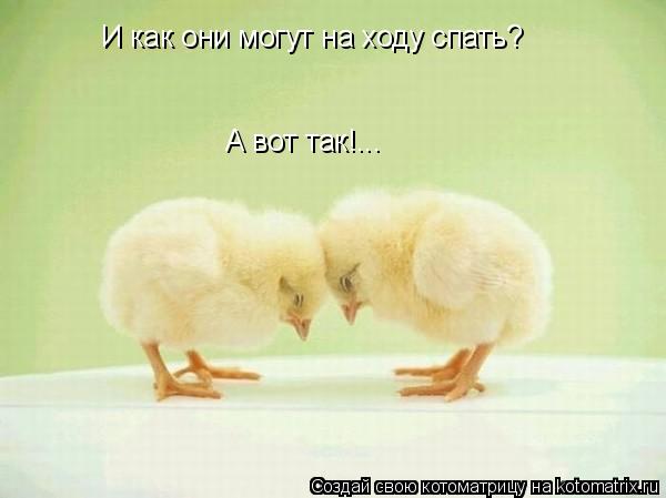 И как они могут на ходу спать? А вот так!...... Котоматрица: И как они могут на ходу спать? А вот так!...