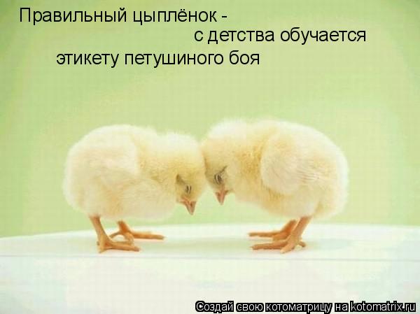 с детства обучается Правильный цыплёнок - этикету петушиного боя... Котоматрица: с детства обучается Правильный цыплёнок - этикету петушиного боя