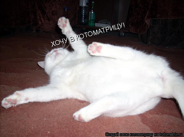 ХОЧУ В КОТОМАТРИЦУ!... Котоматрица: ХОЧУ В КОТОМАТРИЦУ!
