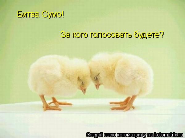 Битва Сумо! За кого голосовать будете?... Котоматрица: Битва Сумо! За кого голосовать будете?