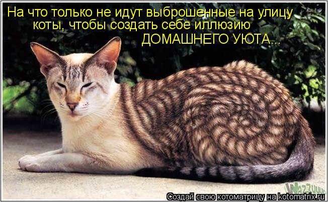На что только не идут выброшенные на улицу коты, чтобы создать себе иллюзию ДОМАШНЕГО УЮТА...... Котоматрица: На что только не идут выброшенные на улицу коты, чтобы создать себе иллюзию ДОМАШНЕГО УЮТА...
