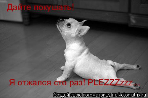 Дайте покушать! Я отжался сто раз! PLEZZZzzz...... Котоматрица: Дайте покушать! Я отжался сто раз! PLEZZZzzz...