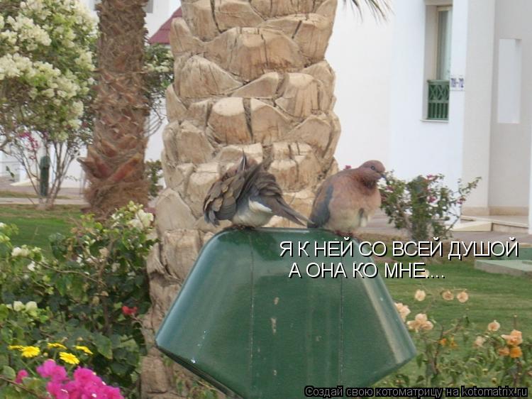 Я К НЕЙ СО ВСЕЙ ДУШОЙ А ОНА КО МНЕ....... Котоматрица: Я К НЕЙ СО ВСЕЙ ДУШОЙ А ОНА КО МНЕ....