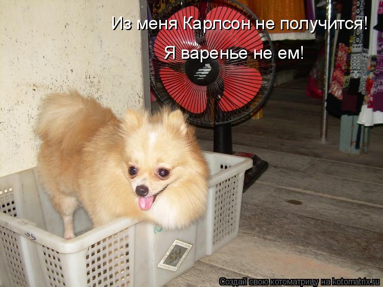 Из меня Карлсон не получится! Я варенье не ем!... Котоматрица: Из меня Карлсон не получится! Я варенье не ем!
