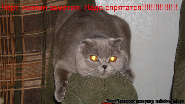 Чёрт, хозяин заметил. Надо спрятатся!!!!!!!!!!!!!!!!... Котоматрица: Чёрт, хозяин заметил. Надо спрятатся!!!!!!!!!!!!!!!!
