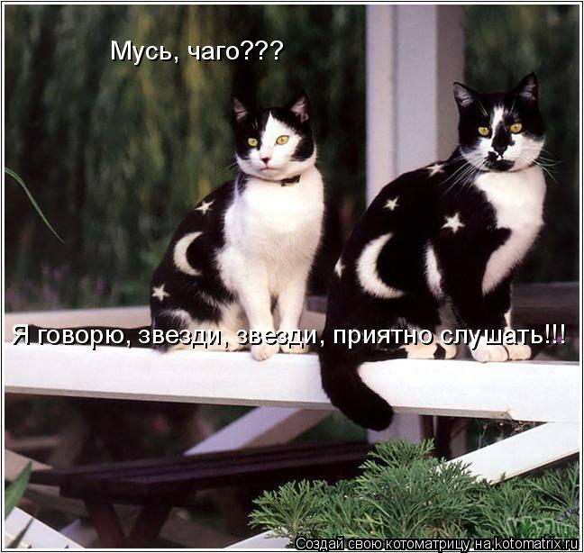 Я говорю, звезди, звезди, приятно слушать!!! Мусь, чаго???... Котоматрица: Я говорю, звезди, звезди, приятно слушать!!! Мусь, чаго???