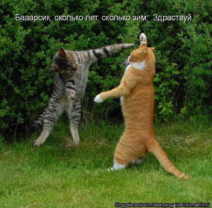 Бааарсик, сколько лет, сколько зим. Здраствуй.... Котоматрица: Бааарсик, сколько лет, сколько зим. Здраствуй.