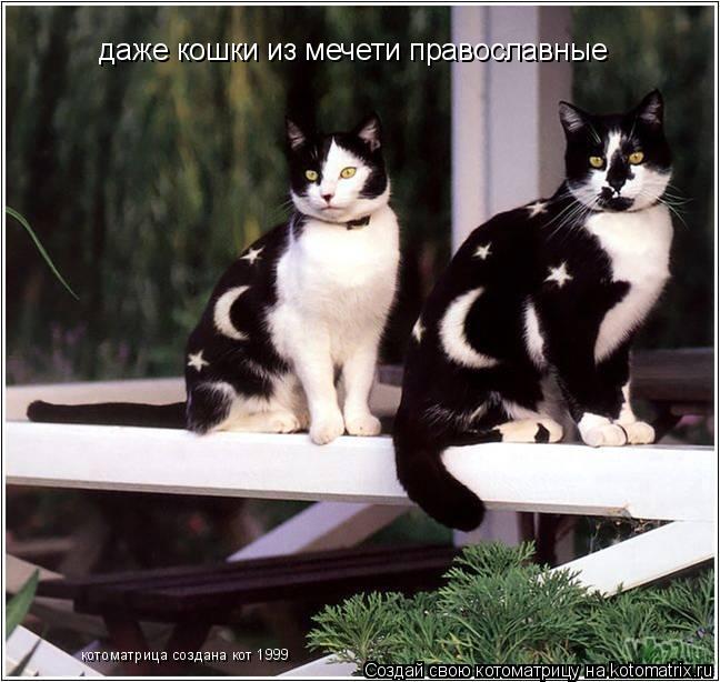 Котоматрица: даже кошки из мечети православные котоматрица создана кот 1999