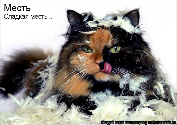 Месть Сладкая месть...... Котоматрица: Месть Сладкая месть...