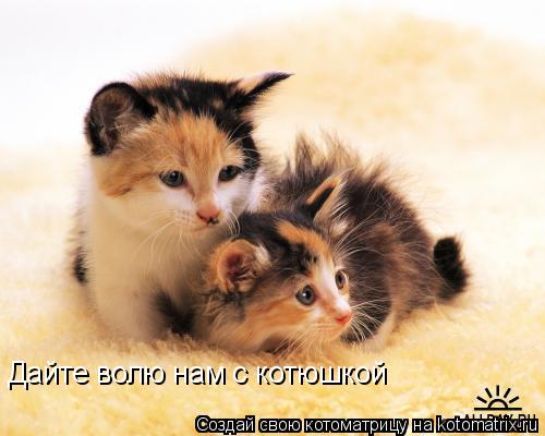 Дайте волю нам с котюшкой... Котоматрица: Дайте волю нам с котюшкой