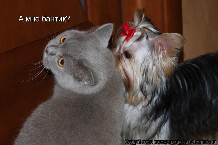 А мне бантик?... Котоматрица: А мне бантик?