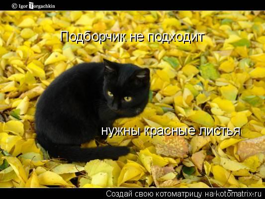 Подборчик не подходит нужны красные листья... Котоматрица: Подборчик не подходит нужны красные листья
