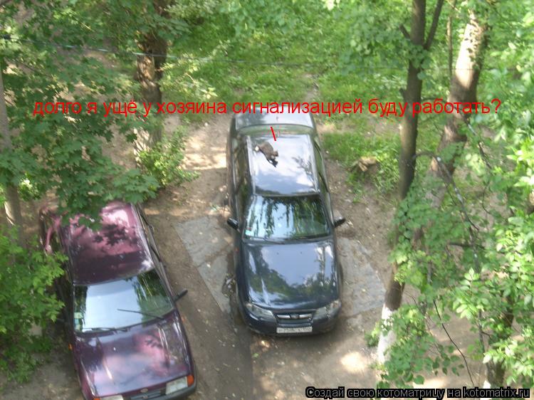 долго я ущё у хозяина сигнализацией буду работать?... Котоматрица: долго я ущё у хозяина сигнализацией буду работать?