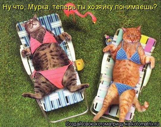 Ну что, Мурка, теперь ты хозяйку понимаешь?... Котоматрица: Ну что, Мурка, теперь ты хозяйку понимаешь?
