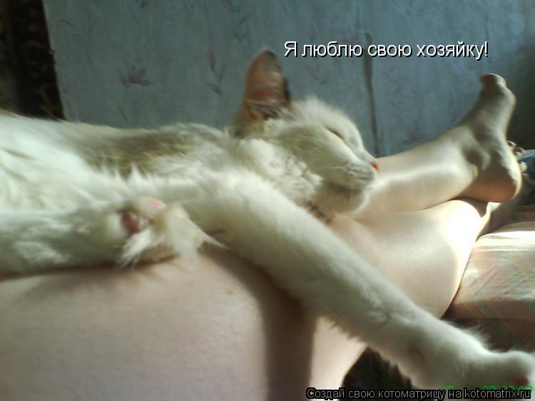Я люблю свою хозяйку!... Котоматрица: Я люблю свою хозяйку!