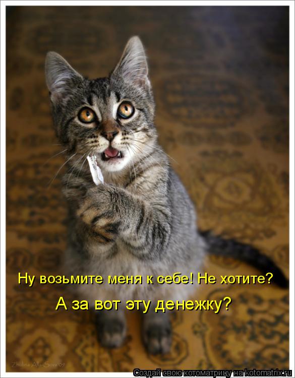 Ну возьмите меня к себе! Не хотите? А за вот эту денежку?... Котоматрица: Ну возьмите меня к себе! Не хотите? А за вот эту денежку?