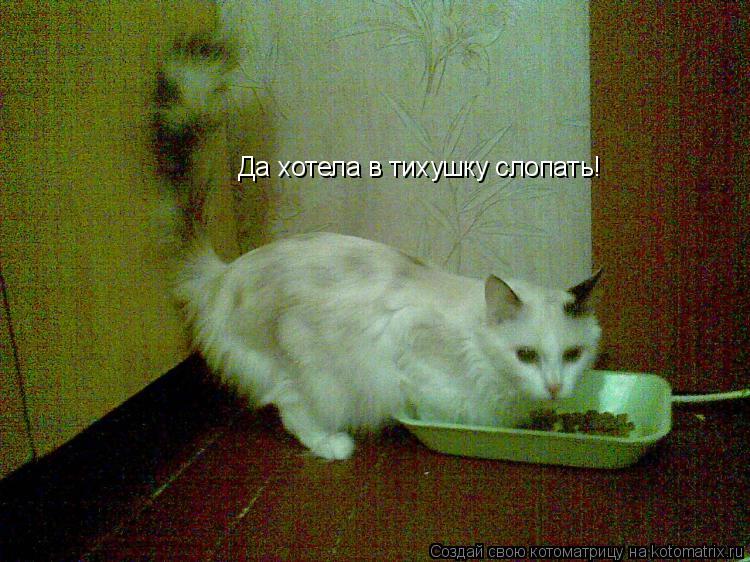 Да хотела в тихушку слопать!... Котоматрица: Да хотела в тихушку слопать!
