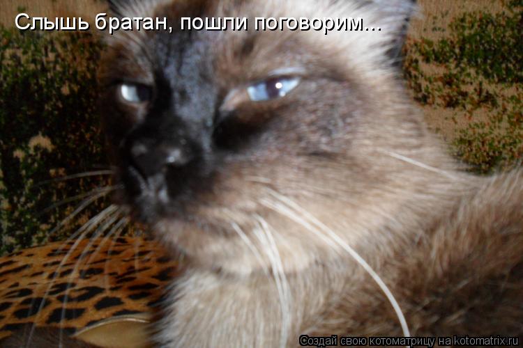 Слышь братан, пошли поговорим...... Котоматрица: Слышь братан, пошли поговорим...