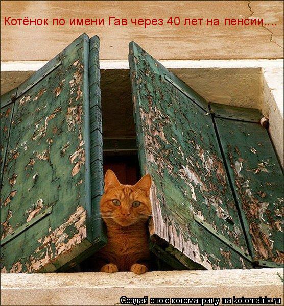 Котёнок по имени Гав через 40 лет на пенсии....... Котоматрица: Котёнок по имени Гав через 40 лет на пенсии....