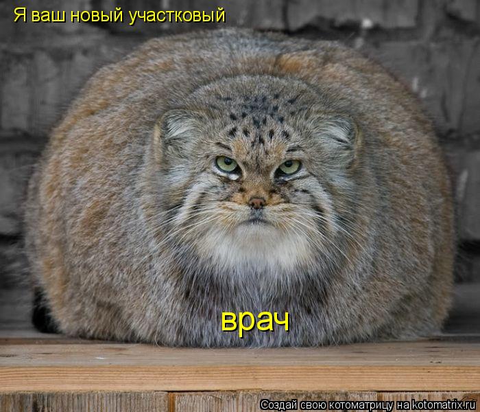 Я ваш новый участковый врач... Котоматрица: Я ваш новый участковый врач