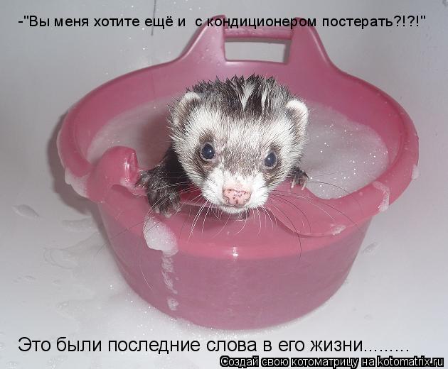 -"Вы меня хотите ещё и с кондиционером постерать?!?!" Это были последние слова в его жизни............ Котоматрица: -"Вы меня хотите ещё и с кондиционером постерать?!?!" Это были последние слова в его жизни.........