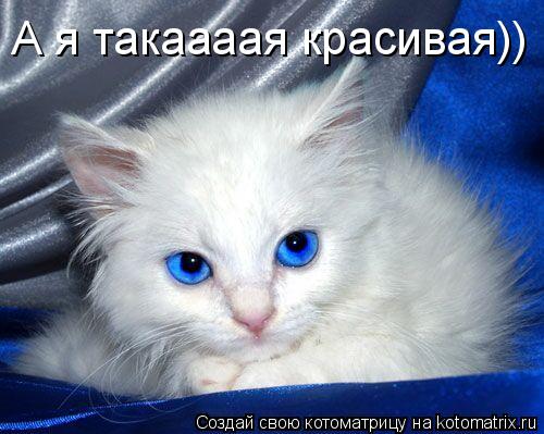 А я такаааая красивая))... Котоматрица: А я такаааая красивая))