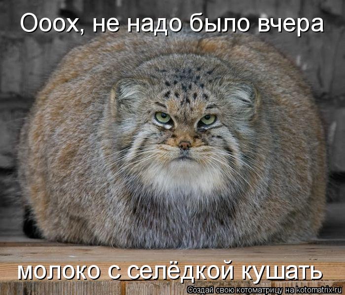 Ооох, не надо было вчера молоко с селёдкой кушать... Котоматрица: Ооох, не надо было вчера молоко с селёдкой кушать