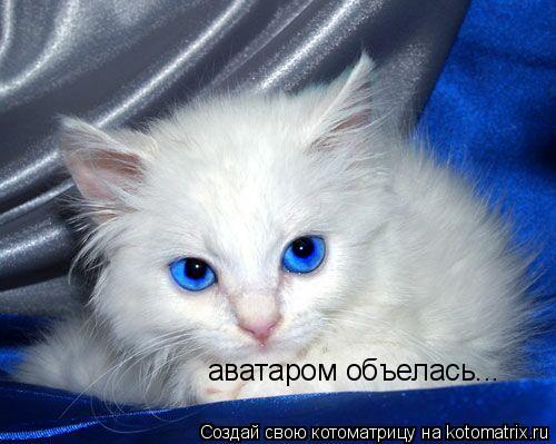 аватаром объелась...... Котоматрица: аватаром объелась...