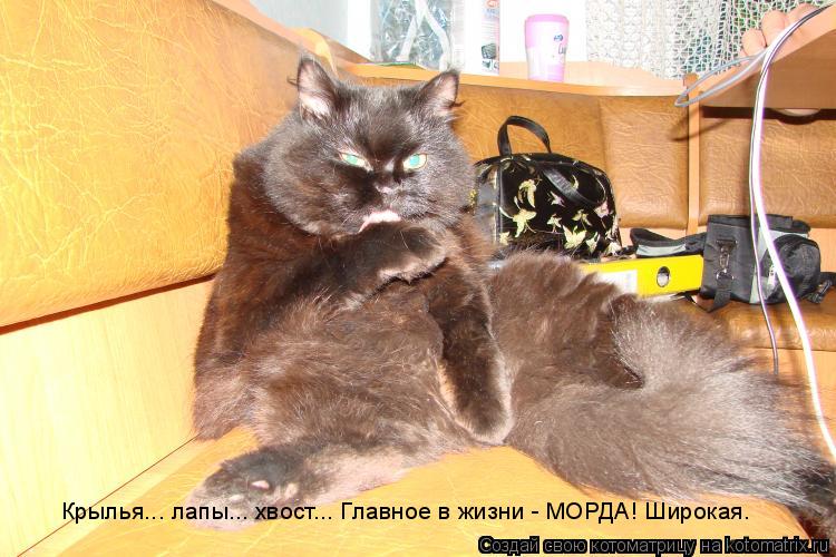 Крылья... лапы... хвост... Главное в жизни - МОРДА! Широкая.... Котоматрица: Крылья... лапы... хвост... Главное в жизни - МОРДА! Широкая.