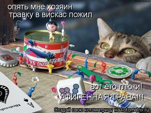 опять мне хозяин травку в вискас пожил вот ето глюки! АФИГЕННАЯ ТРАВА!!!... Котоматрица: опять мне хозяин травку в вискас пожил вот ето глюки! АФИГЕННАЯ ТРАВА!!!