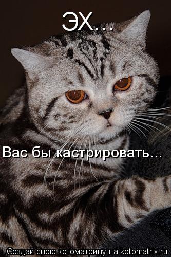 ЭХ... Вас бы кастрировать...... Котоматрица: ЭХ... Вас бы кастрировать...