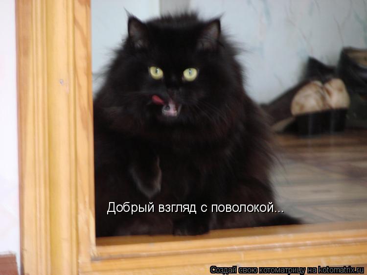 Добрый взгляд с поволокой...... Котоматрица: Добрый взгляд с поволокой...