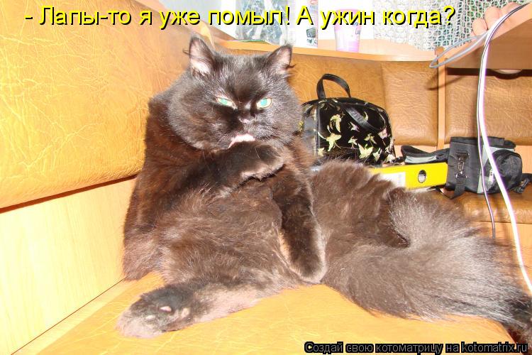- Лапы-то я уже помыл! А ужин когда?... Котоматрица: - Лапы-то я уже помыл! А ужин когда?
