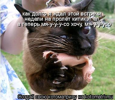 как долго я ждал этой встречи недели на пролёт китикэт ел, а теперь мя-у-у-у-со хочу, мя-у-у-усо... Котоматрица: как долго я ждал этой встречи недели на пролёт китикэт ел, а теперь мя-у-у-у-со хочу, мя-у-у-усо