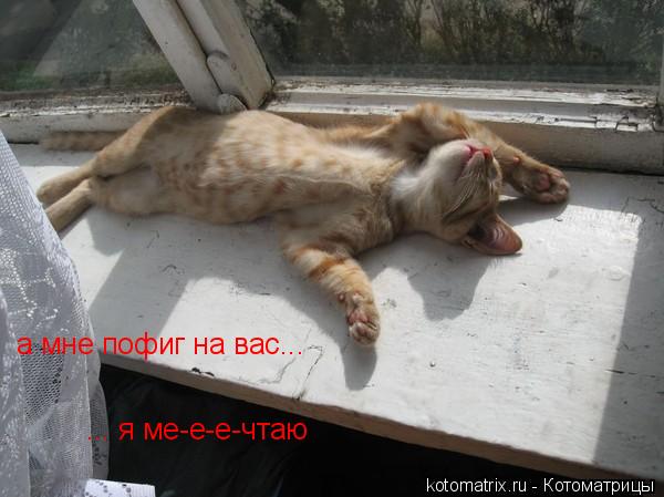 а мне пофиг на вас... ... я ме-е-е-чтаю... Котоматрица: а мне пофиг на вас... ... я ме-е-е-чтаю