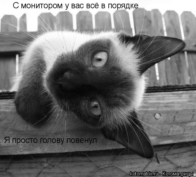 С монитором у вас всё в порядке Я просто голову повенул... Котоматрица: С монитором у вас всё в порядке Я просто голову повенул