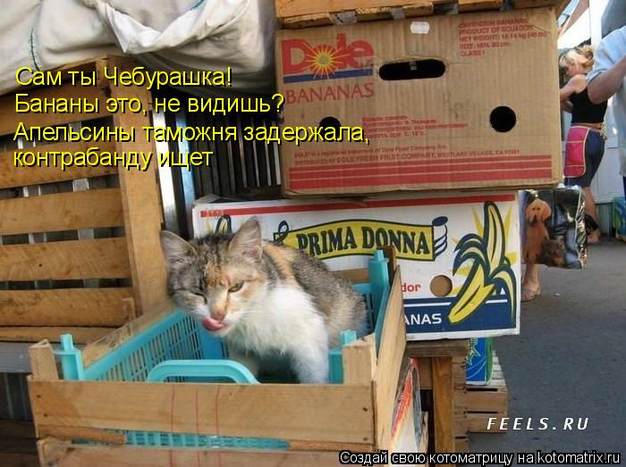 Сам ты Чебурашка! Бананы это, не видишь? Апельсины таможня задержала, контрабанду ищет... Котоматрица: Сам ты Чебурашка! Бананы это, не видишь? Апельсины таможня задержала, контрабанду ищет